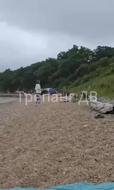 Дикие кабаны привлекли внимание отдыхающих на пляже острова Путятин