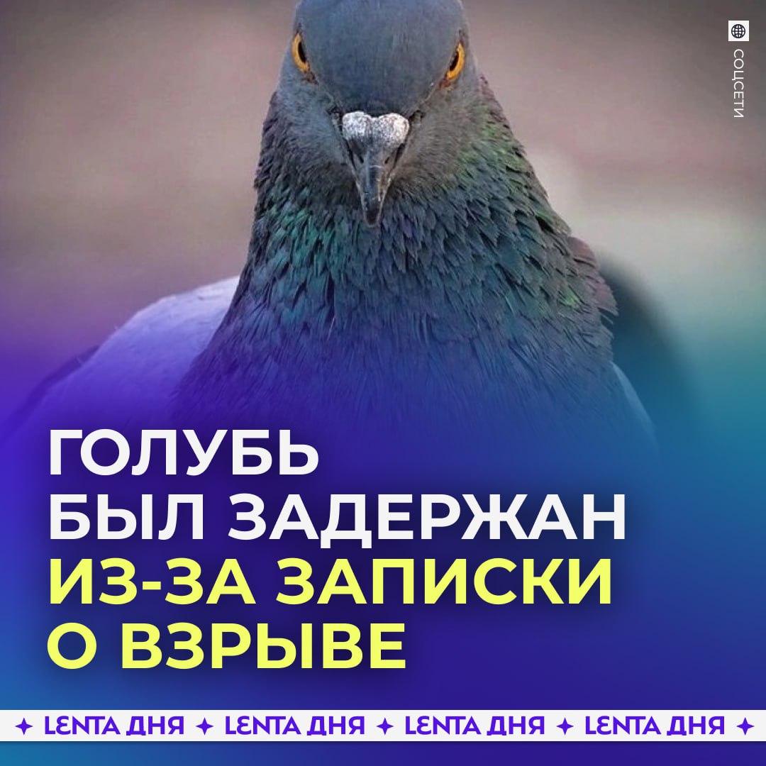 Голубя террориста задержали из за записки о взрыве Птицу поймали недалеко от границы с Пакистаном На лапе у неё была записка с угрозой взорвать железнодорожную станцию в Джамму Ранее на индийскую сторону запускали воздушные шары но это первый случай с голубем и конкретной угрозой Сейчас службы безопасности работают в усиленном режиме выясняя было ли это хулиганство или тщательно спланированная провокация Эксперты допускают что птицу могли специально обучить для передачи записки через границу уже и голубей вовлекают в такие штуки Подпишись на Ленту дня Участвуй в розыгрыше