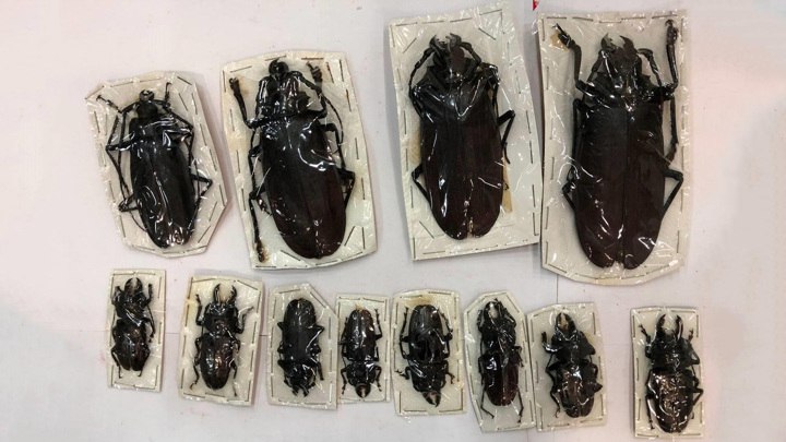 Гигантских жуков пытались провезти из Перу на Ставрополье В Москве таможенники обнаружили в посылках из Перу 200 высушенных экзотических жуков стоимостью в 1 5 миллиона рублей Об этом сообщили сегодня в Федеральной таможенной службе Отмечается что жесткокрылых выявили при помощи рентген установки во время досмотра двух почтовых отправлений которые были адресованы жителям Ставрополья Каждая особь была прикреплена к картонной подложке и находилась под плотным целлофаном Таможенная экспертиза установила что это трофеи неотропического царства Среди образцов крупнейший в мире ночной дровосек титан из семейства усачей длиной почти 20 см а также жуки долгоносики и носороги из семейства пластинчатоусых рассказали в пресс службе ведомства Разрешительных ветеринарных документов на ввоз посылки отсутствовали в связи с чем они возвращены отправителю ГТРК Ставрополье Читайте нас в MAX