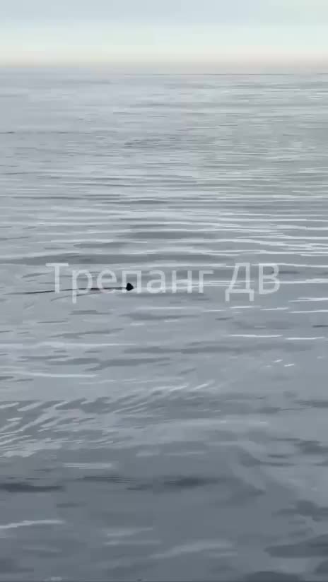 В бухте Спокойной в Приморье замечена акула