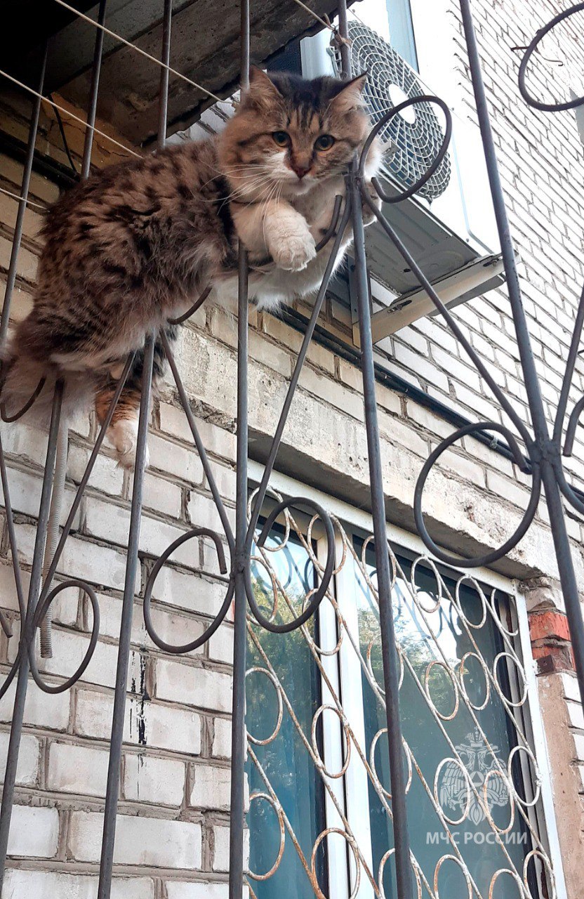 Освободили кота из железного плена спасатели в Биробиджане Спасателей в Биробиджане вызвала жительница многоэтажного дома: её кот застрял между прутьями балконной решетки. МЧС России, прибывшие на вызов, проявили ловкость и мастерство, освободив четвероного друга из железного плена. Хозяйка рассказала, что у неё дома живёт кошка — умница и красавица. Возможно, этот кот, застрявший на балконе, приходил к ней в гости. Все НОВОСТИ ЕАО в одном месте жми Прислать новость