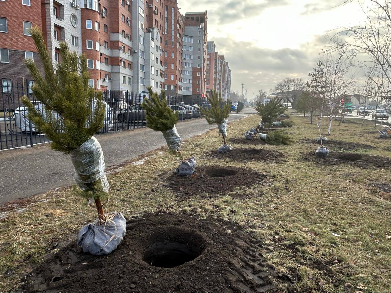 Несмотря на конец ноября в Омске продолжают высаживать саженцы деревьев Это возможно благодаря приемлемой погоде пояснил в своём телеграм канале мэр Омска Сергей Шелест Специалисты Управления дорожного хозяйства и благоустройства в эти дни занимаются высадкой саженцев хвойных деревьев в Ленинском округе В этом году осень позволяет озеленителям работать что называется до последнего Сегодня специальные бригады УДХБ высаживают хвойные деревья в Ленинском округе на ул 25 лет Октября и Фёдора Крылова здесь появится более 100 зелёных насаждений Также молодыми соснами и берёзами пополнятся территории вокруг жилых массивов округа написал мэр Фото телеграм канал Сергея Шелеста Om1 Омск в MAX