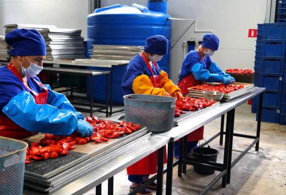 Дагестан планирует в 2025 году увеличить на 25 производство плодоовощных консервов В Дагестане производство в этом году может вырасти более чем на 25 в сравнении с прошлым Такие результаты прогнозирует Минсельхозпрод республики сообщила пресс служба главы региона Отмечается что в 2024 году производство плодоовощных консервов в Дагестане составило 17 1 млн условных банок а по итогам 2025 года ожидается рост до 21 4 млн условных банок Южная служба новостей