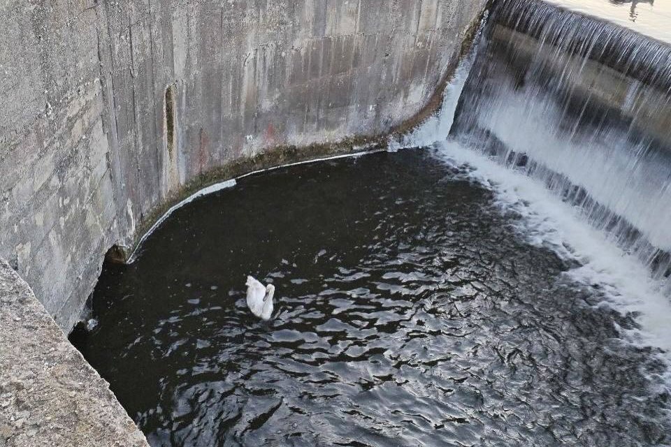 В Лиде спасли попавшего в водосброс лебедя  На помощь поспешили водолазы Лидской спасательной станции. Лебедя спасли из беды и доставили его в безопасное место, где находятся его сородичи.  TrueBY   news