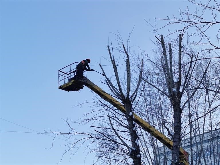 В Красноярске с ноября по апрель будут обрезать деревья  В Красноярске начинается сезон обрезки деревьев, сообщили в мэрии. В этом году из-за теплой погоды работы стартуют намного позже обычного.  С ноября 2024 года по апрель 2025 года запланирована омолаживающая обрезка деревьев вдоль дорог по следующим улицам: Кишиневская, Норильская, Кутузова, Базайская, Гладкова, Глинки, переулок Маяковского, Центральный проезд и др. Кроме того, работы проведут на земельных участках неразграниченной формы госсобственности  по обращениям жителей : проспект Металлургов, улицы Воронова, Менжинского, Толстого, Куйбышева, Аэровокзальная, Марии Цукановой, Рейдовая, 60 лет Октября, Щорса, Павлова и др. Всего планируется омолодить порядка 2 500 деревьев.  Формовочная обрезка ждет 6 000 деревьев: на Красрабе, 9 Мая, Высотной, Профсоюзов, Тотмина, Березина, Партизана Железняка, Матросова, Железнодорожников, Горького, Копылова, Гусарова и другим адресам.  Newslab