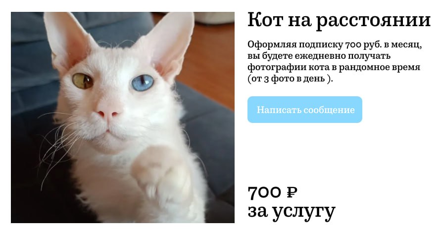 В Москве запустили необычную услугу — «кот на расстоянии». Она для тех, кто очень хочет завести кота, но не может, например, из-за аллергии. Всего за 199 рублей в неделю или 700 рублей в месяц пользователю будут ежедневно присылать от трёх фотографий милого кота по кличке Чоп.