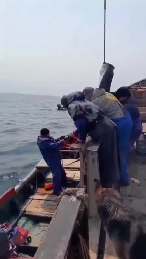 На Курилах рыбаки поймали гигантского белокорого палтуса
