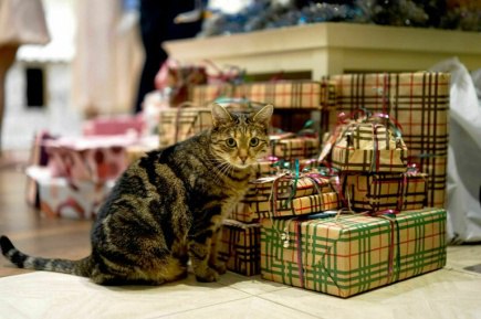 Предпочтения россиян в новогодних подарках изменения и тенденции В последние годы предпочтения россиян по поводу новогодних подарков значительно изменились Недавнее исследование показало что более половины опрошенных 56 хотели бы получить в подарок деньги На втором месте в списке желаемых подарков товары для дома 41 Конфеты и шоколад занимают третье место 35 Эксперты отмечают что такие изменения могут быть связаны с ростом цен и потребностью в уверенности в завтрашнем дне ведь деньги помогают чувствовать себя более защищенными