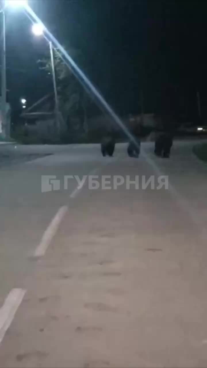 Семейство медведей неожиданно появилось на улицах Николаевска