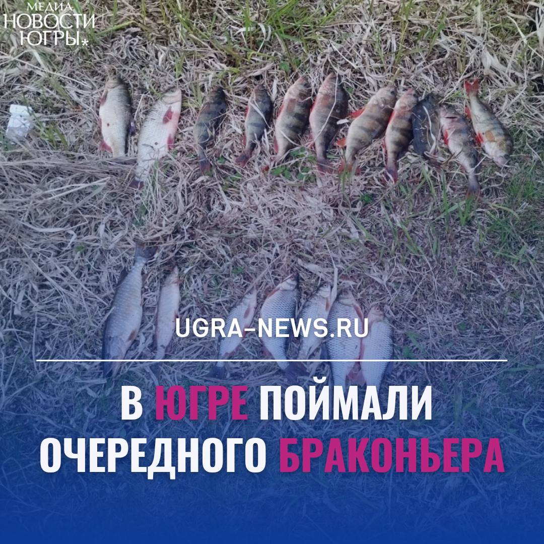 В Нефтеюганском районе возбуждено уголовное дело о незаконной добыче рыбы Фигурантом стал 66-летний местный житель, который, находясь на водоёме в районе автомобильного кемпинга, выловил 19 особей щуки, язя, окуня, плотвы и леща. Как сообщает пресс-служба регионального управления внутренних дел, мужчина ловил запрещённым видом снасти — сетью — на путях к местам нереста рыбы. Общий ущерб от противоправной деятельности, причиненный водным биологическим ресурсам РФ, составил 13 700 рублей. У пенсионера изъяли выловленную рыбу, сеть и резиновую лодку. По факту незаконной рыбалки возбуждено уголовное дело. Подробнее читайте тут!