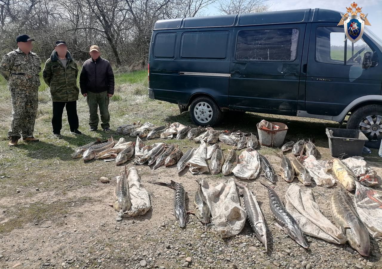 В Приморско-Ахтарском районе местные жители подозреваются в незаконной добыче особо ценных видов рыб Следственным отделом по Приморско-Ахтарскому району СК России по Краснодарскому краю по материалам, представленным Пограничным управлением ФСБ РФ по краю, возбуждено уголовное дело в отношении восьми местных жителей в возрасте от 26 до 61 года. Они подозреваются в совершении преступления, предусмотренного ч. 3 ст. 258.1 УК РФ незаконная добыча, хранение и перевозка особо ценных водных биологических ресурсов, принадлежащих к видам, занесенным в Красную книгу Российской Федерации, совершенные группой лиц по предварительному сговору . По версии следствия, в апреле прошлого года фигуранты, находясь в акватории Азовского моря в районе хутора Морозовский Приморско-Ахтарского района, при осуществлении промышленного рыболовства с применением моторной лодки незаконно, не имея разрешения, осуществили добычу 22 экземпляров русского осетра и 10 экземпляров севрюги, относящихся к особо ценным водным биологическим ресурсам. После этого соучастники перевезли рыбу на берег, где хранили в автомобиле. Дальнейшие противоправные действия фигурантов были пресечены правоохранителями. Общая сумма ущерба превысила 7, 4 миллионов рублей. По уголовному делу следователем продолжается проведение комплекса необходимых следственных действий, направленных на сбор и закрепление доказательственной базы.