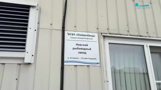Сезон вылова горбуши и симы в Приморье стартует 20 мая