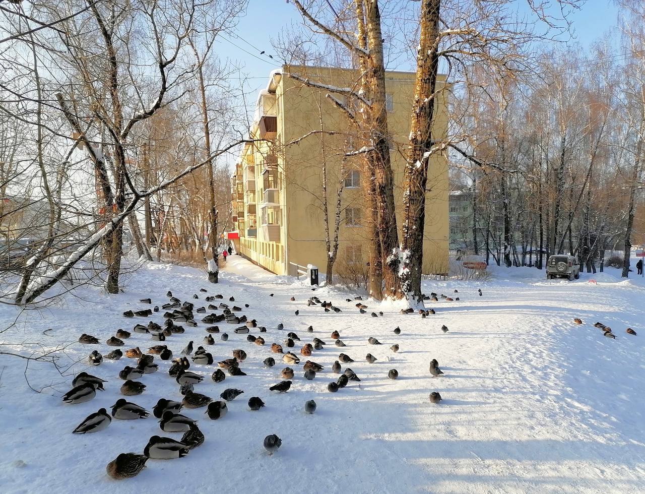 130 уток зимуют на улице Пухова в Калуге Орнитолог Юрий Галченков насчитал в месте подкормки 130 крякв и 2 свиязи Специалист приглашает жителей региона присоединиться к акции по учету зимующих водоплавающих птиц которую он проводит уже 31 год Для участия нужно выйти на незамерзающий участок водоема или место где утки собираются для подкормки и посчитать зимующих водоплавающих и околоводных птиц Учет продолжится до конца зимы Наблюдения дата и место количество видов и особей можно сообщить в соцсетях регионального минприроды или на почту galchenkov adm kaluga ru Подписаться Прислать новость