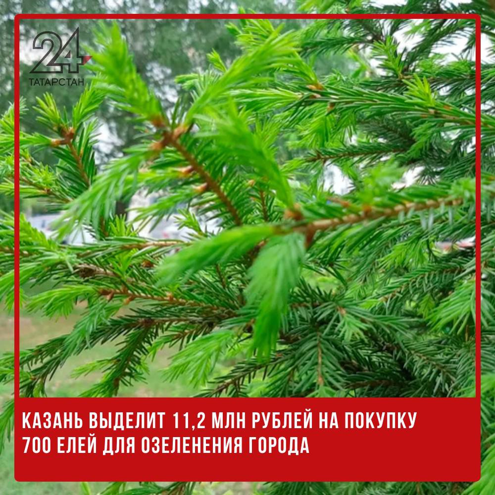 Казань выделит 11,2 млн рублей на покупку 700 елей для озеленения города  Казань планирует крупное озеленение на закупку 700 елей выделено 11,2 миллиона рублей. Тендер появился на портале госзакупок.  Деревья, предназначенные для улучшения городской среды, должны быть получены из специализированных питомников, а не выбираться в лесах, что гарантирует их качество и здоровье.  Каждое дерево должно сопровождаться фитосанитарным сертификатом, который подтверждает отсутствие болезней. Фото саженцев необходимо предоставить перед поставкой. Итоги тендера планируют подвести 27 сентября, после окончания приема заявок 24 сентября.   -24