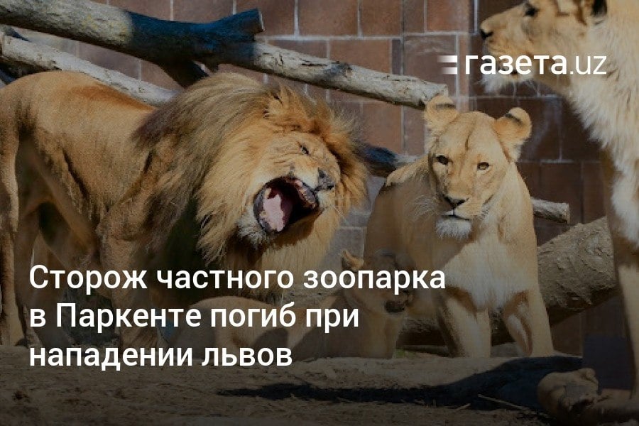 В частном зоопарке Lion Park в Ташкентской области три африканских льва выбрались из незапертых клеток и напали на сторожа, мужчина погиб. Позже двух хищников удалось вернуть в клетки, а третьего пришлось застрелить. Назначены экспертизы, проводится расследование.     Telegram     Instagram     YouTube