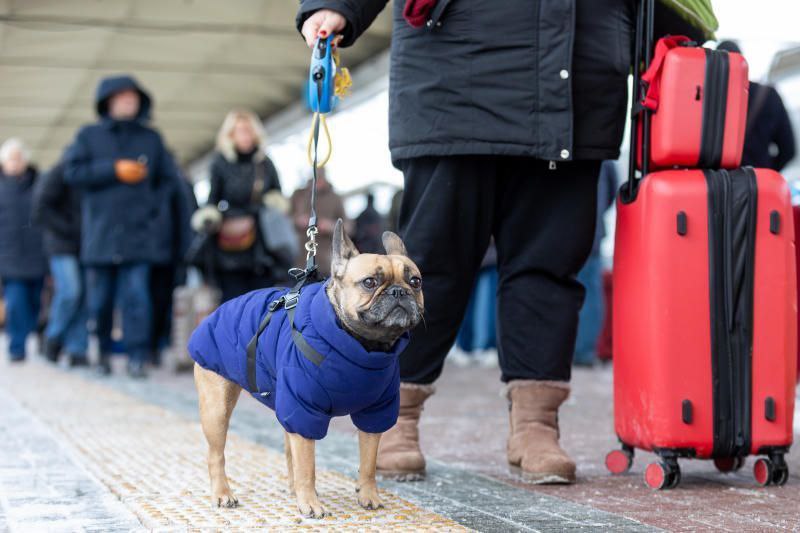 К вам приехал хороший мальчик В 2025 году более 500 домашних животных без сопровождения хозяев отправились в поездку на поездах дальнего следования со станций ВСЖД Среди самостоятельных пассажиров оказались собаки кошки грызуны птицы и даже рыбки Самый протяженный вояж составил более 4 5 тысяч километров На всем протяжении пути за питомцами с заботой присматривали проводники Напомним что перевозить животных без сопровождения владельцев можно во всех поездах дальнего следования АО ФПК если эти поезда курсируют внутри страны а в составе штабного вагона есть багажное купе С подробной информацией о правилах оказания услуги можно ознакомиться на сайте www rzd ru в разделе Услуги и сервисы Перевозка домашних животных без сопровождения