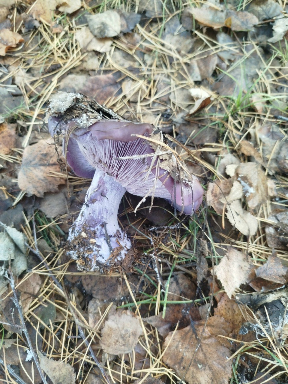 Омичка нашла фиолетовый гриб можно ли его есть Грибной сезон в Омске не кончается несмотря на снег Некоторые омичи продолжают ездить в лес на тихую охоту и привозят странные трофеи Так в Черлакском районе омичке на глаза попался странный фиолетовый гриб Черлакский Вроде и хвойный лес а груздей почти нет Летом не до груздей было не получилось а осень в этом году совсем не груздёвая Зачем то взяла несколько фиолетовых рядовок рассказывает омичка Фиолетовая рядовка условно съедобный гриб Если ее правильно приготовить очень вкусная Однако любая ошибка в приготовлении может привести к расстройству пищеварения Гриб устойчив к холоду поэтому в некоторых регионах его можно найти до декабря Написать в редакцию можно здесь gorod55ru