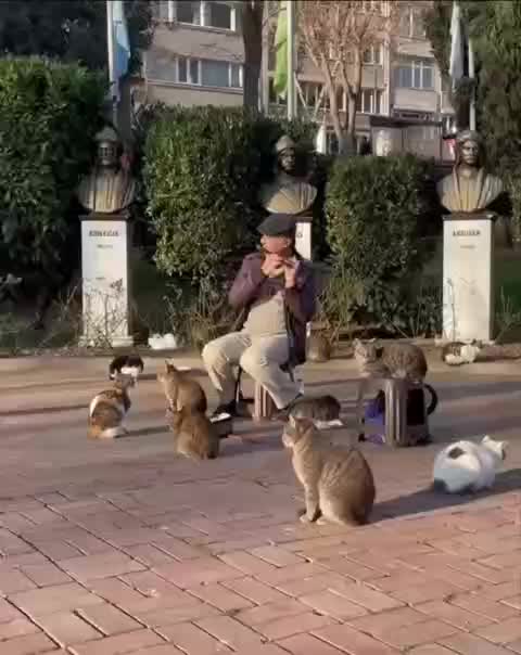 Уличный музыкант в Стамбуле провел концерт для кошек