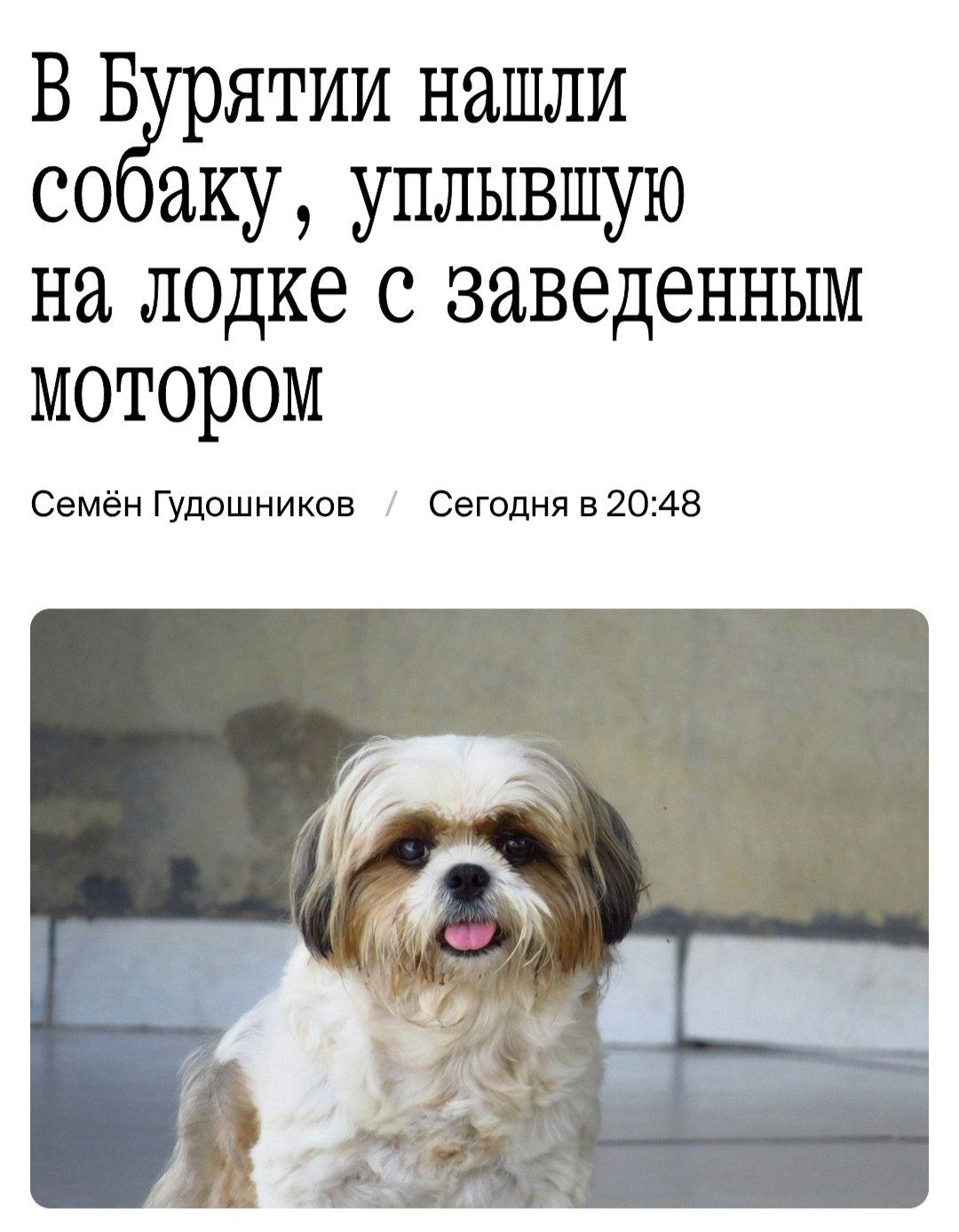 В Бурятии крохотная собака породы ши тцу уплыла от хозяев на лодке с заведённым мотором Её нашли только спустя сутки на другой стороне озера потому что у судна кончился бензин Пушистая по кличке Лейси не получила ни единой травмы Больше неё кажется пострадали только сами владельцы