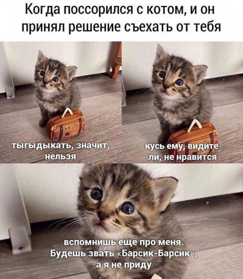 Исследователи выяснили, что мемы с котиками укрепляют дружбу и отношения Учёные утверждают, что милые кошечки и собачки в вашей переписке способствуют тёплым и крепким связям между людьми.