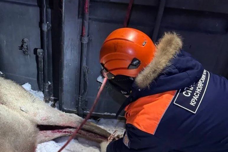 В Красноярске стая собак напала на марала В Красноярске обнаружили марала на которого напали дикие собаки Об этом рассказали в пресс службе КГКУ Спасатель В воскресенье вечером 22 февраля сотрудники Центра диких животных сообщили в Красноярский поисково спасательный отряд что на Базайской обнаружили марала Животное выбежало из леса и на него напали дикие собаки Прибыв по указанному адресу спасатели поймали ослабленное животное и аккуратно поместили его в автомобиль представителей Центра охраны диких животных Теперь маралу предстоит получить необходимую ветеринарную помощь уточнили в учреждении Тормозит Телеграм Читай Newslab в MAX