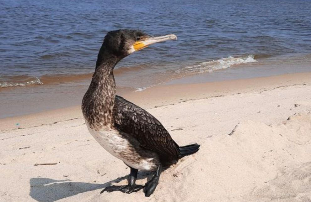 Глава Бурятии поручил начать регулирование численности бакланов с весны 2026 года По словам Алексея Цыденова ситуация требует кардинальных мер Необходимо регулировать хоть беспилотниками гонять добавил он По словам руководителя республики основная сложность заключается в том что бакланы гнездятся в заповедниках что затрудняет контроль Поручение Цыденов дал после видеообращения жителей города Северобайкальска Они рассказали что ещё десять лет назад в Байкале можно было увидеть осётра и гарантированно поймать хариуса или омуля Сейчас же улова не хватает даже на уху Формально отстрел бакланов в Бурятии преимущественно в районах прилегающих в Байкалу действует с 2022 года Однако на практике этот метод практически не применяется из за невысокой эффективности Подписаться на Говорит Москва Telegram VK MAX