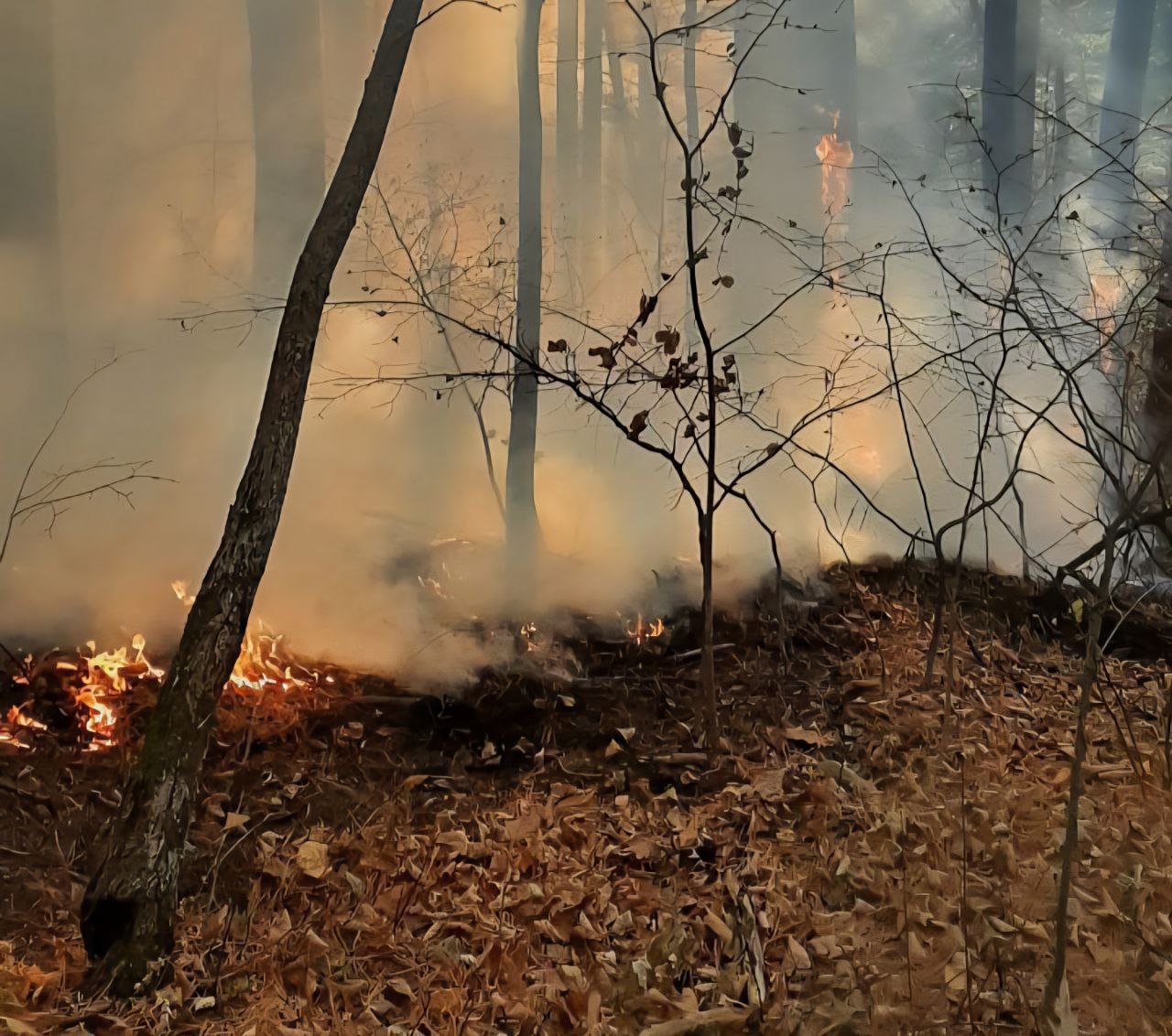 Лес дороже штрафов Лесные пожары бедствие которое часто начинается с человеческой беспечности Забыл потушить костёр бросил окурок решил сжечь мусор и вот уже огонь охватывает гектары леса Напоминаем за нарушение правил пожарной безопасности в лесах предусмотрены серьёзные штрафы Для граждан от 15 до 30 тысяч рублей для должностных лиц от 30 до 50 тысяч а для юридических лиц от 100 до 400 тысяч рублей А если действует особый противопожарный режим суммы увеличиваются гражданам придётся заплатить до 60 тысяч рублей а юридическим лицам до двух миллионов И это ещё не всё Виновнику пожара придётся возместить ущерб который может исчисляться миллионами Только за начало 2025 года выписано 204 протокола вынесено 171 постановление а сумма штрафов уже превысила 10 миллионов рублей Источник МинПрироды25 dvved