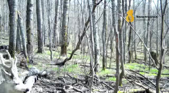 Нацпарк «Башкирия» запечатлел косулю в переходный период