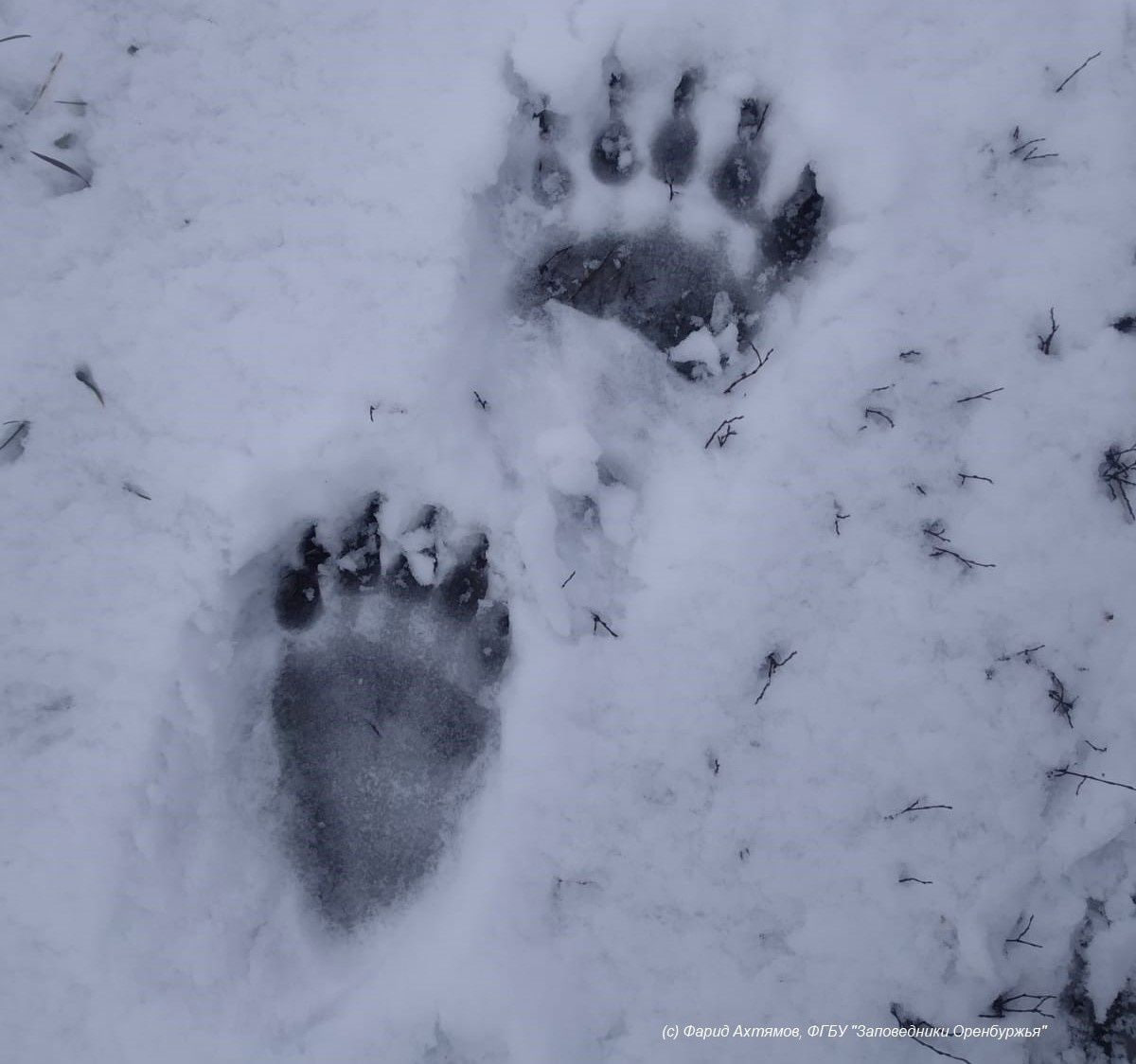 В Башкирии медведь напал на сноубордиста На горе Малый Ямантау в Южно Уральском заповеднике медведь который рано проснулся напал на сноубордиста Мужчина получил травмы экомаршрут временно закрыли Медведи встречаются и в Оренбургской области чаще в Тюльганском районе и Кувандыкском округе Обычно взрослые самцы выходят из берлог в конце марта начале апреля но из за тёплой погоды это может происходить раньше
