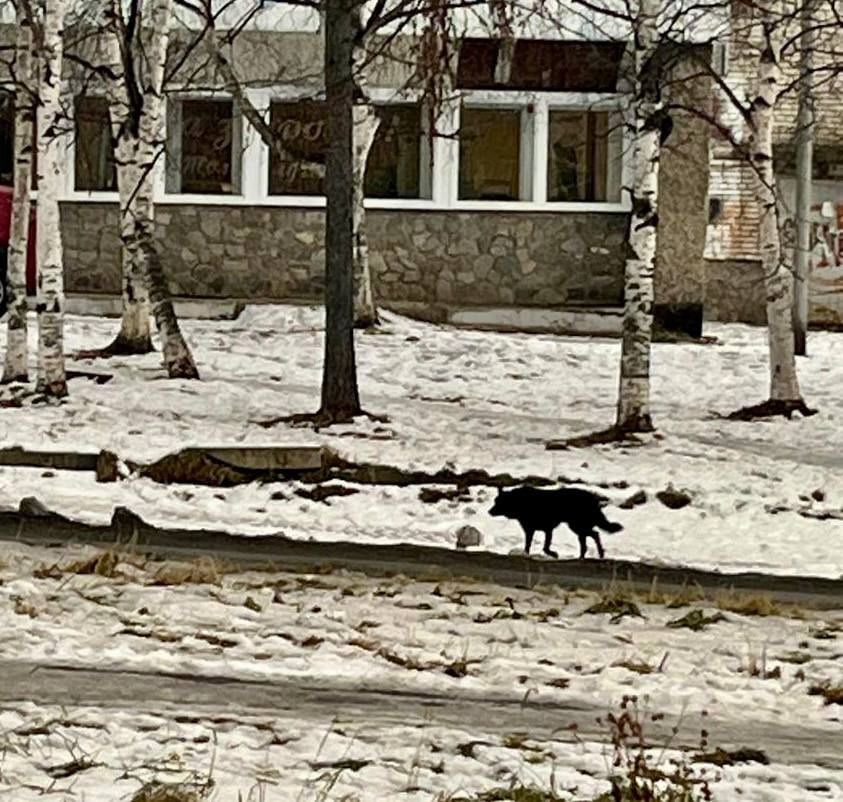 В Советской Гавани по иску прокурора суд взыскал с муниципалитета компенсацию морального вреда за укус бездомной собаки  В ноябре 2024 года в районе ул. Гончарова в г. Советская Гавань на 15-летнего подростка набросилась безнадзорная собака и укусила его за ногу.  В результате нападения мальчик перенес нравственные страдания, проходил лечение, ему потребовалась вакцинация.   В целях защиты прав несовершеннолетнего Советско-Гаванская городская прокуратура обратилась в суд с исковым заявлением о взыскании с муниципалитета, ненадлежащим образом исполнившего обязанности по отлову и содержанию бездомных животных, компенсации морального вреда.   Суд исковые требования надзорного ведомства удовлетворил, в пользу ребенка взыскано 50 тыс. рублей.  Фактическое исполнение судебного акта контролируется прокуратурой района.     Подписаться     Прислать Новость