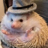 Ежеграм 🦔🦔🦔