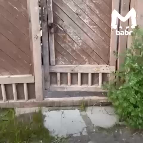 Медведица Маша нуждается в помощи после закрытия зоопарка в Листвянке