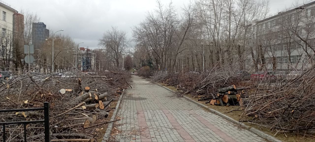 Екатеринбуржцев возмутила вырубка яблоневой алеи, которая произошла напротив здания строительного факультета УрФу  ‍   Деревьев лишился почти весь сквер от улицы Первомайской до площади Кирова.     Подписаться   Прислать нам новость