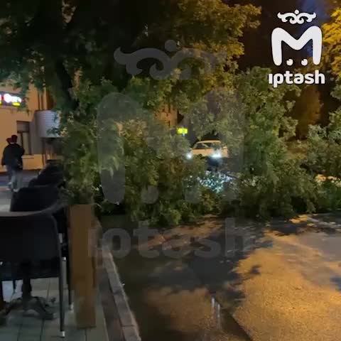 Дерево упало на 10-летнюю девочку в Москве