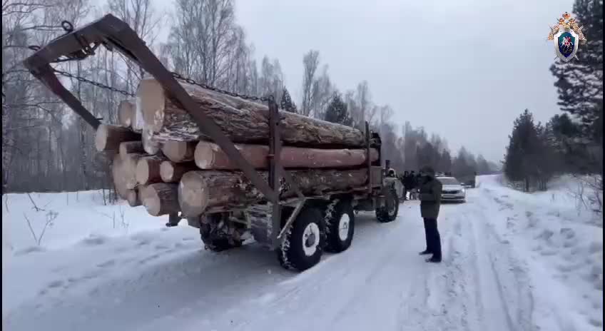 В Новосибирской области задержаны 12 'черных лесорубов' с участием инспектора ДПС