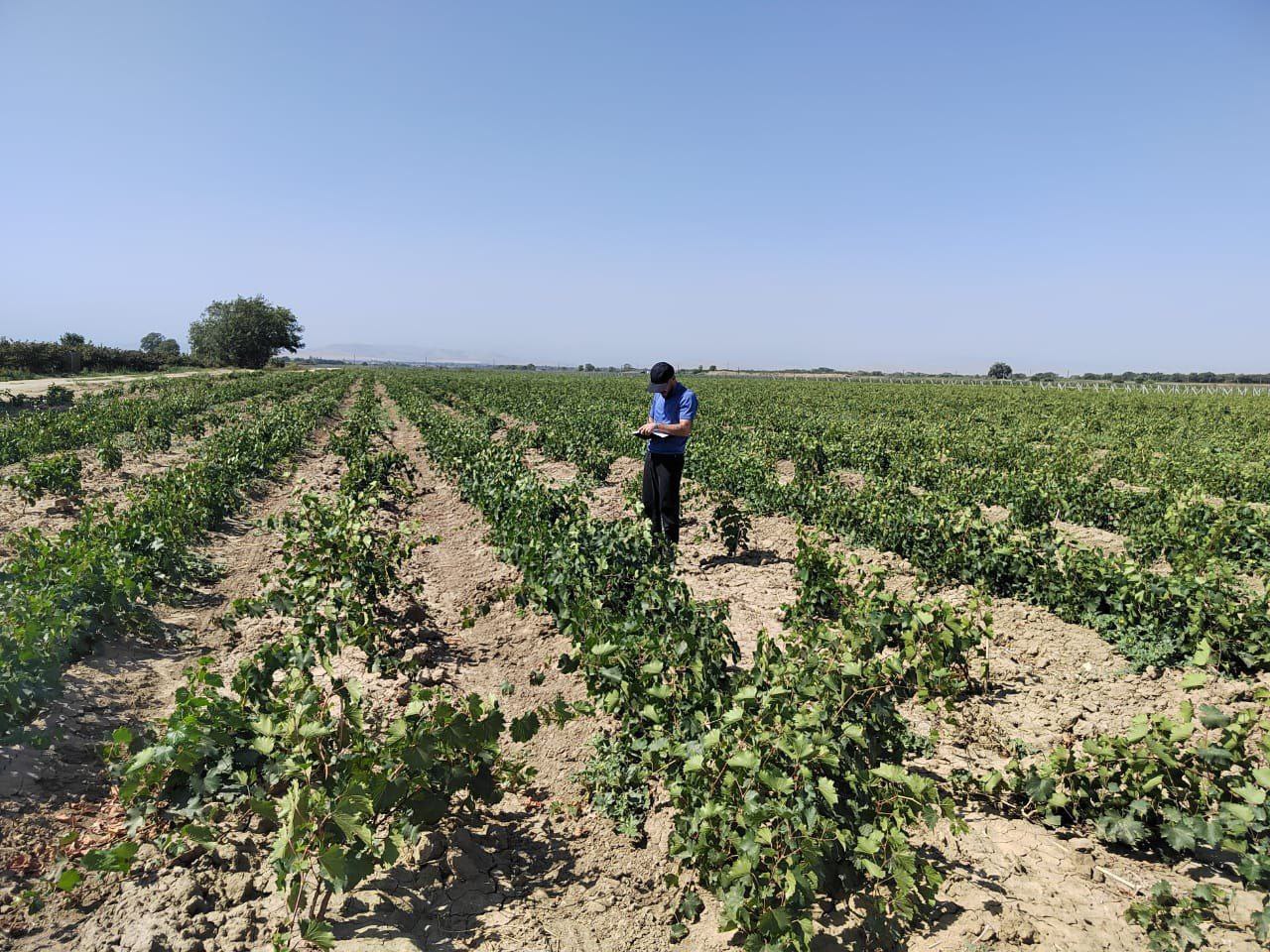 В 2025 году питомники Дагестана планируют вырастить 8 4 млн саженцев виноградников что почти в 1 5 раза больше чем в прошлом году 5 8 млн сообщает дагестанский филиал Россельхозцентра Все саженцы адаптированы к климатическим условиям и почвам республики Именно отсутствие собственного посадочного материала в какой то степени сдерживало развитие отрасли виноградарства республики При этом уже в последние несколько лет Дагестан ставит рекорды по собираемости урожая винограда В 2024 году к примеру показатель составил рекордные 301 тыс тонн Вместе с тем в прошлом году питомники Дагестана произвели 5 8 млн саженцев из них внутри республики использовались порядка 3 3 5 млн а остальные объемы были поставлены в Крым и Краснодарский край сообщили в отделе семеноводства филиала Ранее основная часть молодой лозы закупалась за границей в Италии Франции Австрии и Сербии Сейчас в Дагестане функционирует несколько питомников которые выпускают качественный посадочный материал в том числе привитые саженцы Они отличаются устойчивостью к филлоксере насекомому паразитирующему на винограде