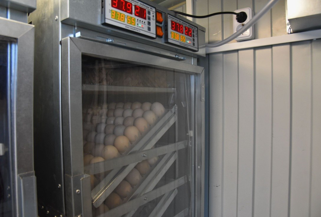 Новый резидент ТОР Михайловская построит в Спасском районе искусственную наседку Репродуктор обеспечит сырьём крупного производителя курятины на Дальнем Востоке и снизит зависимость от завоза инкубационного яйца из других регионов и из за рубежа Объект возведёт компания Приморская птица зарегистрированная в селе Прохоры в конце 2025 года Заявленная мощность 30 млн инкубационных яиц в год этого должно хватить для стабильного вывода молодняка и дальнейшего роста бизнеса группы АгроПтица Проект обеспечит регион собственной высококачественной продукцией для птицеводства что соответствует стратегии импортозамещения и укрепления продовольственной безопасности Дальнего Востока В результате его реализации наша группа компаний выйдет на полный цикл производства от инкубационного яйца до готовой мясной продукции отметил гендиректор Приморской птицы и АгроПтицы Сергей Тимошенко Инициативу реализуют в режиме ТОР Михайловский В рамках соглашения с Корпорацией развития Дальнего Востока и Арктики объём вложений оценивается в 5 5 млрд рублей с НДС при этом инвестор уже реализовал несколько проектов в территориях опережающего развития и Свободном порту Владивосток Приморье