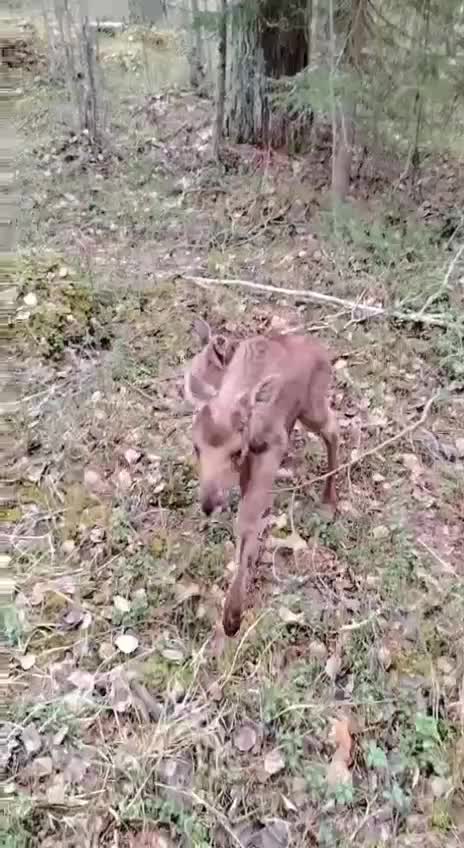 В Ленобласти появились новорожденные лосята: советы от Охотнадзора