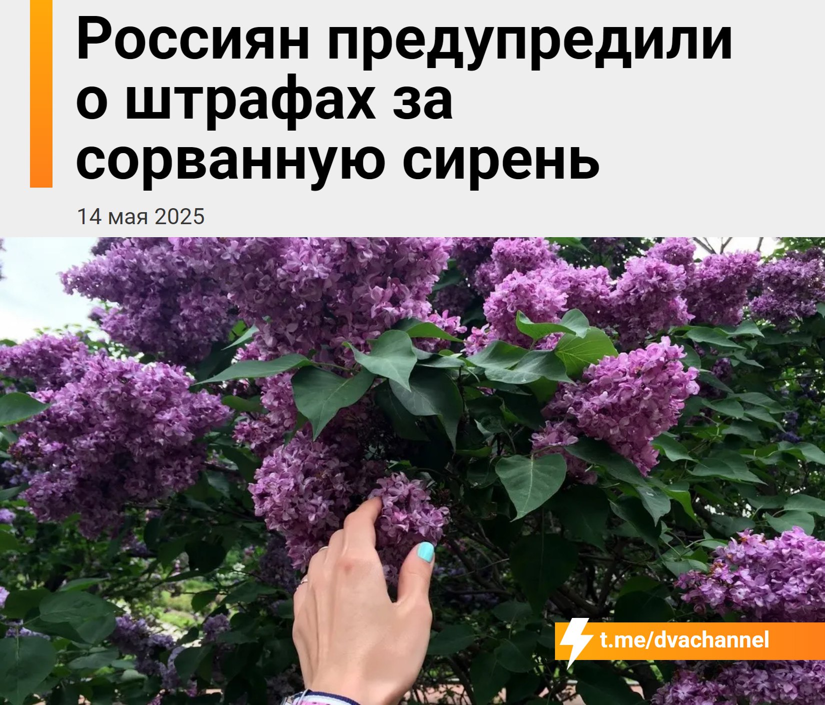 Штраф до 500 тысяч рублей или тюремный срок можно получить за срыв сирени — об этом напомнили юристы Сирень, которая растёт в парках и на улицах — городская собственность. Если её ломать или рвать, можно получить большой штраф. А если вы сорвали или выкопали сирень с чужой территории, это уже считается кражей, и за такое можно сесть в тюрьму.