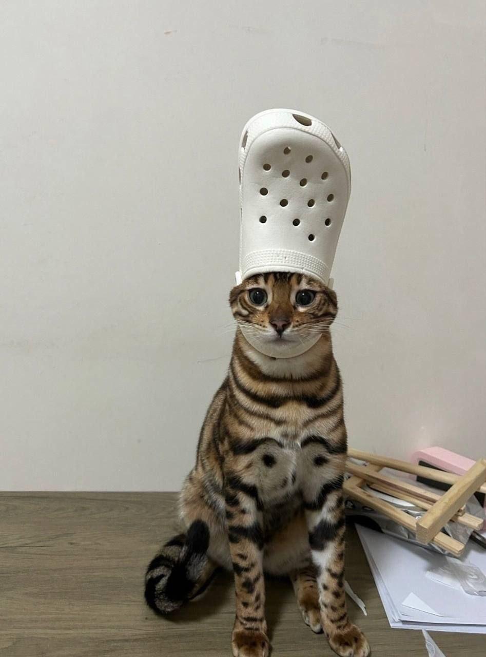 Мятый Шакшука Гремлин Шрек Гараж Котлета такие необычные имена давали своим животным жители Подмосковья