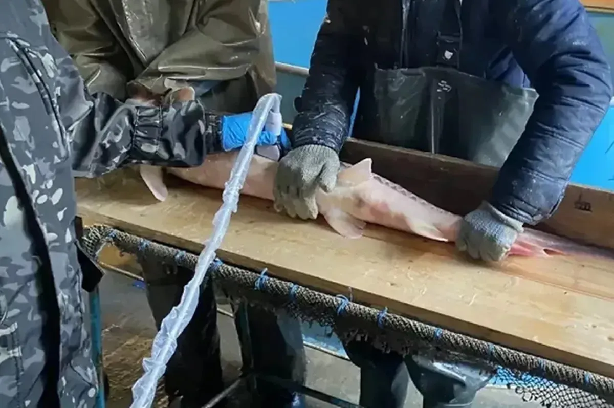 В Краснодарском крае началась нерестовая кампания осетровых Рыбоводные заводы запускают сезон по получению икры и выращиванию молоди ценных краснокнижных видов Первыми к работе приступили Гривенский и Темрюкский осетровые заводы которым предстоит выполнить госзадание по выращиванию 3 5 млн мальков стерляди Вся икра полученная от самок стерляди будет оперативно оплодотворена и обесклеена а затем погружена в лотки инкубационных аппаратов Примерно через неделю по специальным желобам от их стоек пойдет предличинка которую рыбоводы максимально бережно переведут в личиночно выростные рыбоводные емкости kub news ru