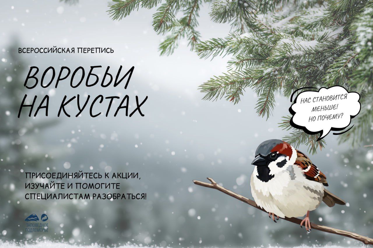 Жителей Бурятии просят посчитать воробьёв С 7 по 15 февраля 2026 года по всей стране пройдёт Всероссийская перепись воробьёв Воробьи на кустах и принять участие в ней может каждый Домовые и полевые воробьи привычные соседи но их становится всё меньше Чтобы понять что происходит с популяциями и как им помочь учёным нужны реальные данные из всех регионов России И именно вы можете их собрать Помочь просто посчитайте воробьёв во время прогулки сделайте фото встреченных птиц сохраните координаты мест внесите все данные на сайт Даже такой простой шаг уже вклад в большое дело А ещё это отличный повод выйти на свежий воздух понаблюдать за природой и почувствовать себя частью важного всероссийского проекта отмечают авторы инициативы Новости Бурятии
