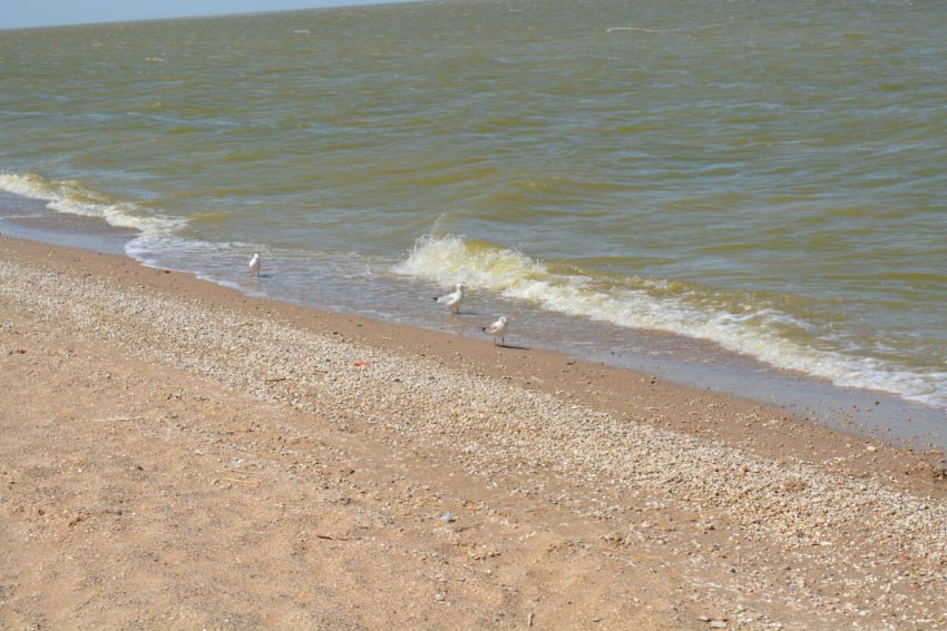 В Азовском море полностью закрыли промысел судака и тарани из-за угрозы исчезновения этих видов рыб  Об этом пишут “Ведомости Юг» со ссылкой на данные Азово-Черноморского филиала ФГБНУ «ВНИРО»  «АзНИИРХ» . Под серьезной угрозой находятся и бычки.  По словам ученых, биоресурсы в акватории моря страдают из-за повышения солености воды.  Рост солености обусловлен глобальным потеплением климата, которое привело к сокращению стока рек и активным испарительным процессам. Это, в свою очередь, создало благоприятные условия для размножения черноморских медуз, численность которых ранее была в пределах нормы.  Сейчас же они замыкают на себе основные потоки пищевых цепей и оставляют рыбу практически без корма.  Блокнот Ростов