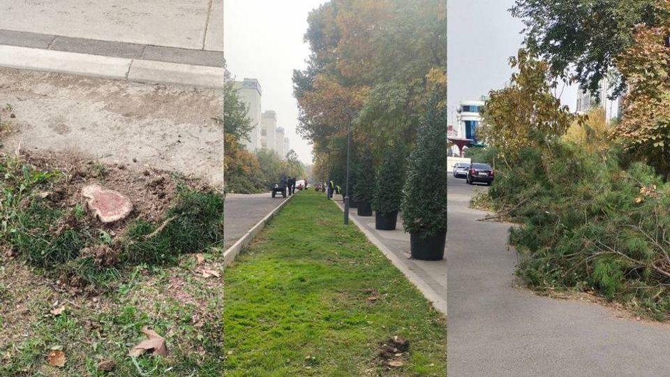 В Ташкенте вырубили 144 можжевеловых дерева Несмотря на действующий в Узбекистане мораторий массовая вырубка деревьев в столице продолжается   kun uz ru 29732004 Официальные страницы Kun uz Telegram Facebook Instagram Youtube