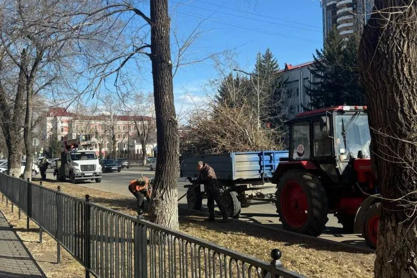 Вместо аварийных тополей на улице Ленина в Благовещенске высадят новые пятиметровые саженцы Их поселят на участке улицы Ленина между Островского и Шимановского А выявленные 12 аварийных тополей уже начали спиливать Параллельно ведутся работы на бульваре улицы Горького участок от Калинина до Островского Здесь специалисты выявили 35 деревьев требующих замены В мае им на смену высадят молодые сосны и ясени в том же количестве Всего в планах на этот год поселить на улицах города около 200 крупномеров и 2000 кустарников Подписаться Мы в MAX