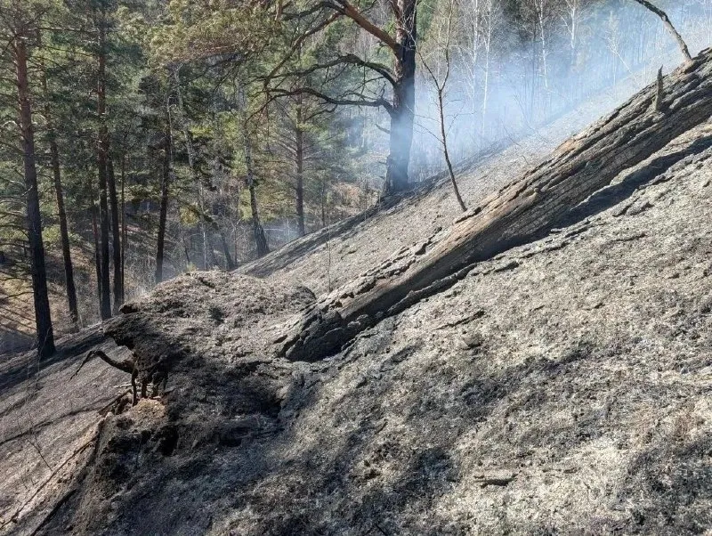 Больше 800 тысяч рублей заплатит виновник пожара на Есауловской петле Об этом сообщили в минприроды края Причем это не окончательная сумма Сейчас идет подсчет затрат на тушение лесного пожара Всего от огня пострадало 17 га леса Сгорело много деревьев травы и молодых растений Проспект Мира в Telegram и Максе