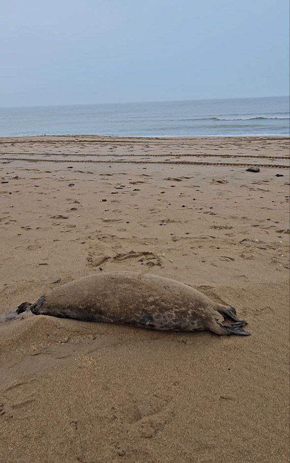 Берег Каспийского моря заполнен выброшенными из моря мертвыми морскими обитателями.   Туши разлагаются. Температура окружающей среды положительная.   Необходимо выявить причину гибели столь большого количества тюленей.   Необходимо организовать вывоз и захоронение разлагающихся останков.    Имеются фото и видео с берега в районе Новолакской РБ."  #глас_народа #нам_пишут #мнение_читателей