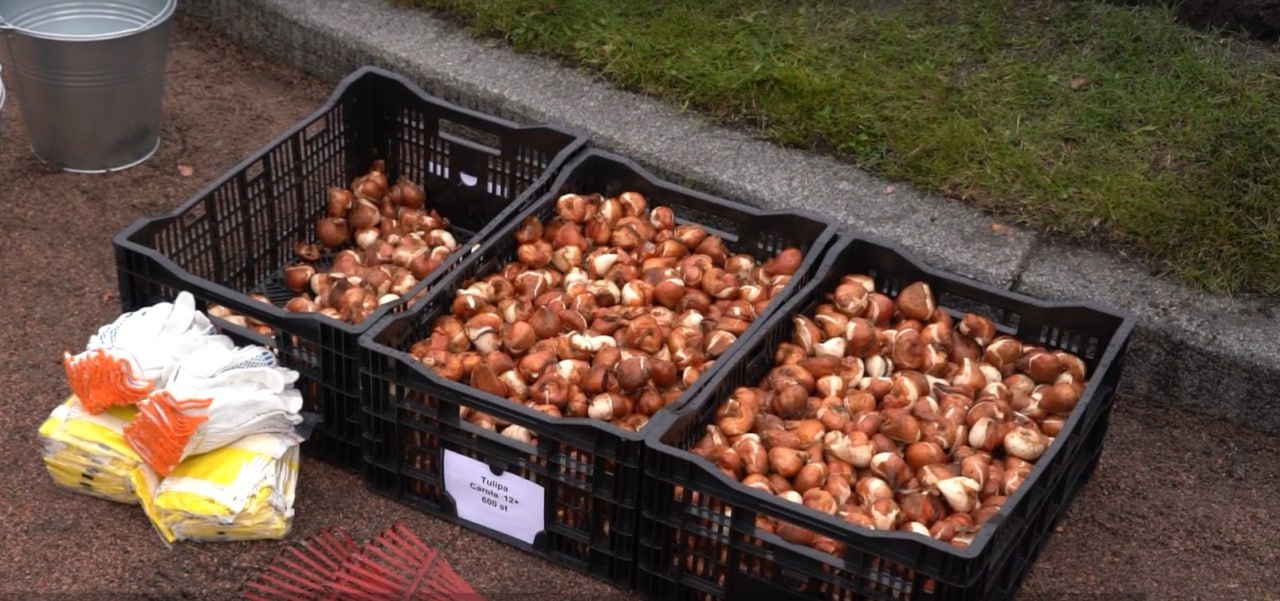 На площади Растрелли высадили около 4 тысяч луковиц тюльпанов Ближе к концу ноября растения укроют торфяным грунтом Цветочным оформлением можно будет полюбоваться весной Тюльпаны также появятся в Московском Фрунзенском Приморском и Петродворцовом районах всего почти 300 тысяч луковичных В этом году Петербург украсили 5 млн цветов Фото скриншот с видео Город Подпишись на Город