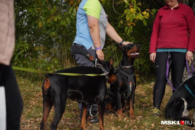 Жительница Владивостока и её собака пострадали от атаки трёх огромных доберманов на улице Новожилова По словам матери горожанки девушку и её питомца увезли на Скорой помощи они находятся в больнице Семья пострадавшей пока не обратилась в полицию с заявлением о нападении они надеются решить вопрос мирно и поэтому выставили номер для связи в одном из постов вышеупомянутого тг канала Дочь пыталась отбить свою собаку но у неё не было шансов Прошу хозяйку доберманов выйти на связь написала мать пострадавшей в телеграм канале Newsbox24 tv Как уточнил очевидец происшествия трёх псов без намордников и поводков выгуливала женщина которая предположительно живёт на 3 й Строительной 19 и давно кошмарит весь дом своим поведением и агрессивными животными Мужчина отметил что сам лично сталкивался с ней в Тихвинском лесу весной прошлого года Тогда доберманов было два оба темно коричневого цвета ростом по пояс взрослого человека Я тогда еле отбил свою собаку Сделал ей хозяйке замечание почему ваши дебильные собаки бегают без поводка и намордника На что она заявила Вы сами виноваты у вас собака и мы вас раньше не видели рассказал очевидец Он отметил что несмотря на желание родственников пострадавшей дать владелице злых псов шанс самостоятельно выйти с ними на связь все же надеется что об инциденте узнают правоохранительные органы и начнут проверку для установления личности женщины  Подписаться в MAX