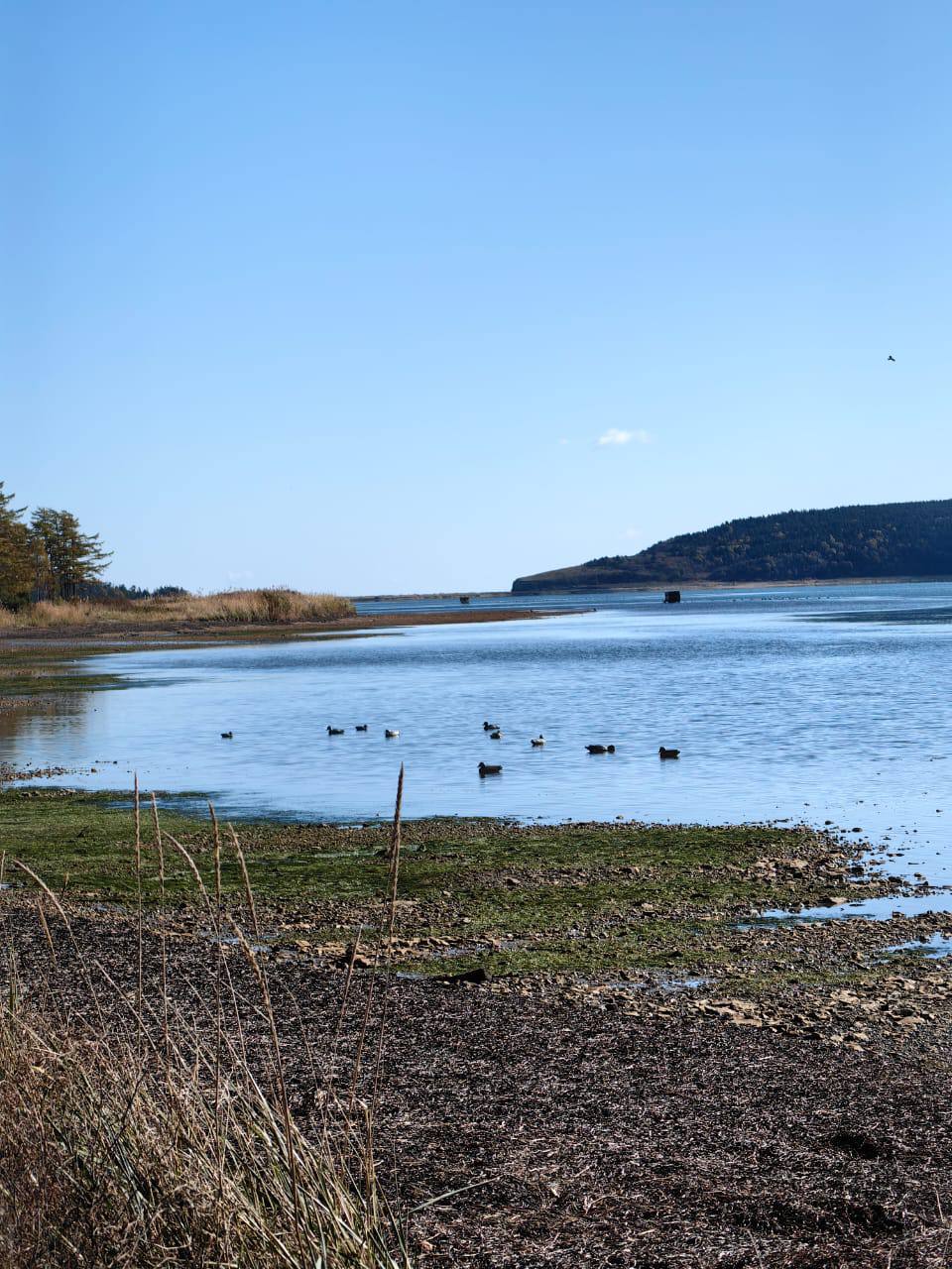 На Сахалине завершается сезон охоты на пернатую болотную дичь Всего островные инспекторы выявили около 60 нарушений Все они были зафиксированы в разных районах области Чаще всего у охотников не было при себе лицензии на отстрел птицы или документов на оружие Однако есть в этом году и муниципалитеты отличники Например в Корсаковском за весь сезон не поймали ни одного браконьера Сейчас в островном регионе готовятся к сезону охоты на пушных зверей Он начнётся в декабре и продлится до февраля